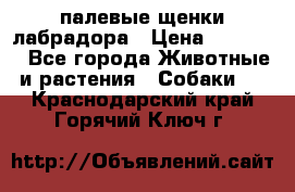 палевые щенки лабрадора › Цена ­ 30 000 - Все города Животные и растения » Собаки   . Краснодарский край,Горячий Ключ г.